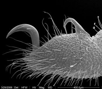 Media type: image;   Invertebrate Zoology 133769